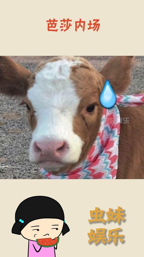 抖音娱乐吃瓜的配音,娱乐八卦配音大揭秘