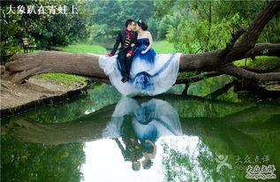 婆树图片
